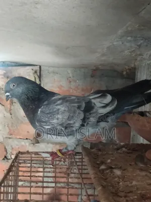 A Bagha Male Pigeon for Sale