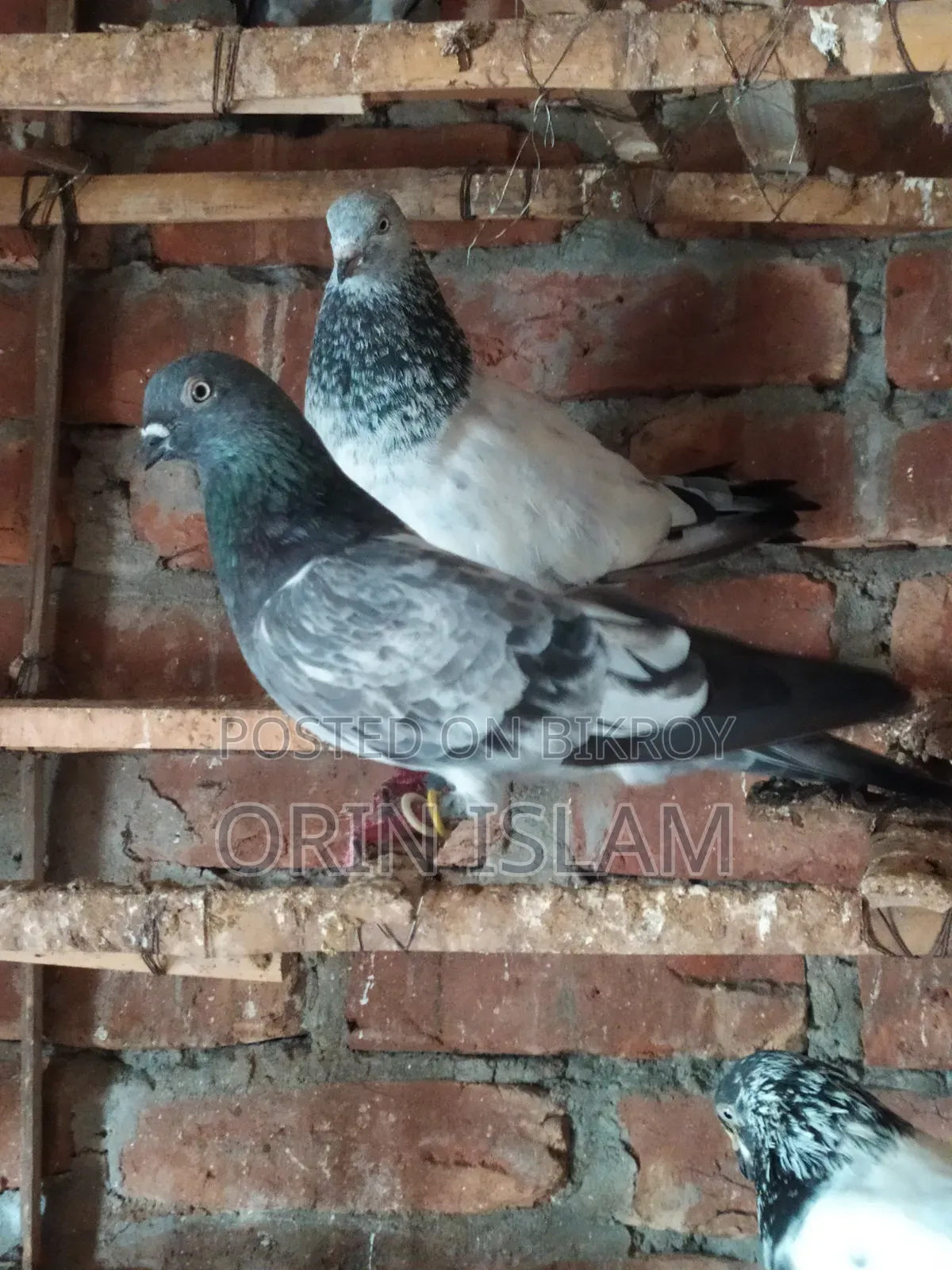 A Bagha Male Pigeon for Sale