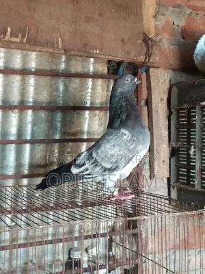 A Bagha Male Pigeon for Sale