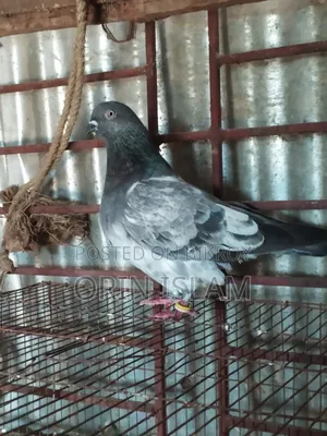 A Bagha Male Pigeon for Sale