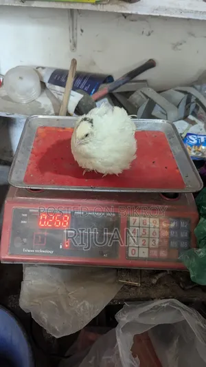 Giant Coturnix Male