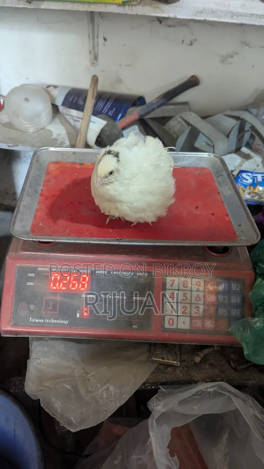 Giant Coturnix Male