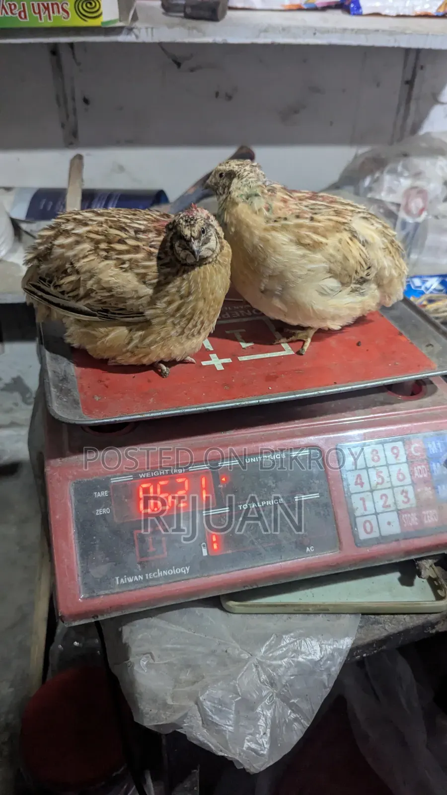 Giant Coturnix Male