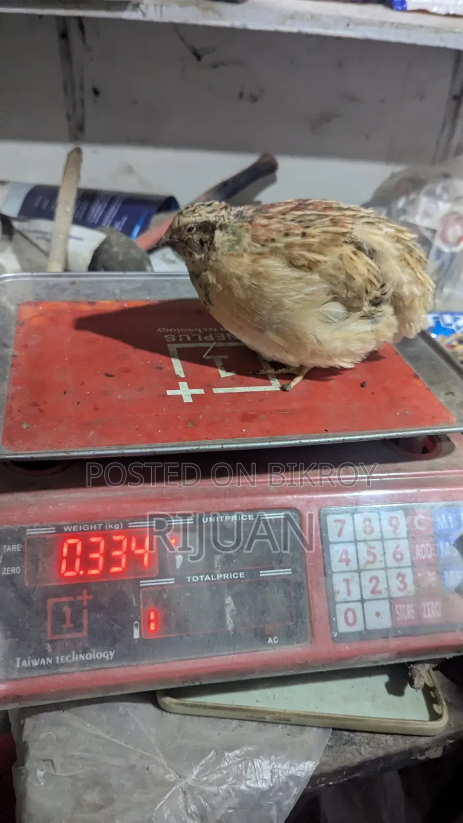 Giant Coturnix Male
