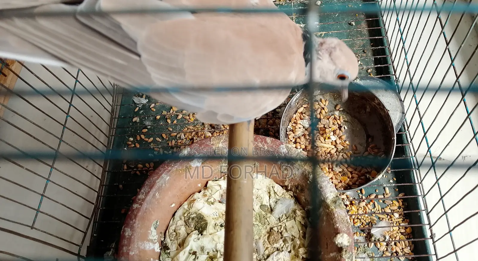 Bird Petting
