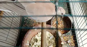 Bird Petting
