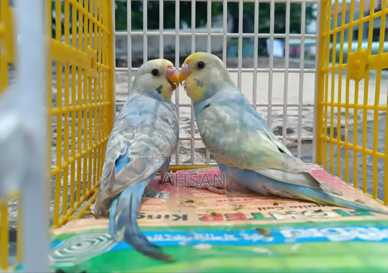 4 Pairs of Budgerigar Birds