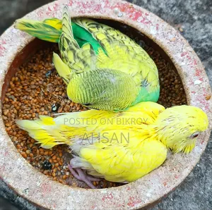 4 Pairs of Budgerigar Birds