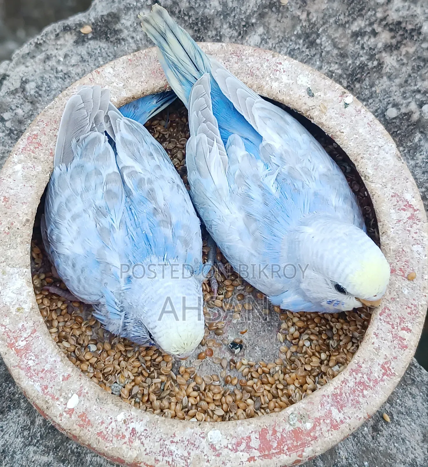 4 Pairs of Budgerigar Birds