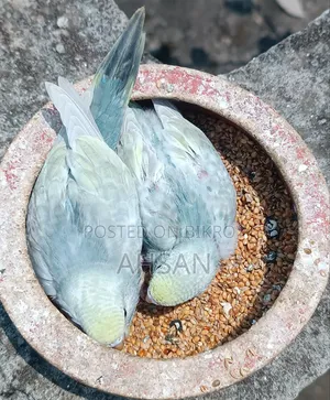 4 Pairs of Budgerigar Birds