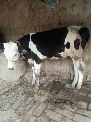 Friesian Bull Calf for Sale