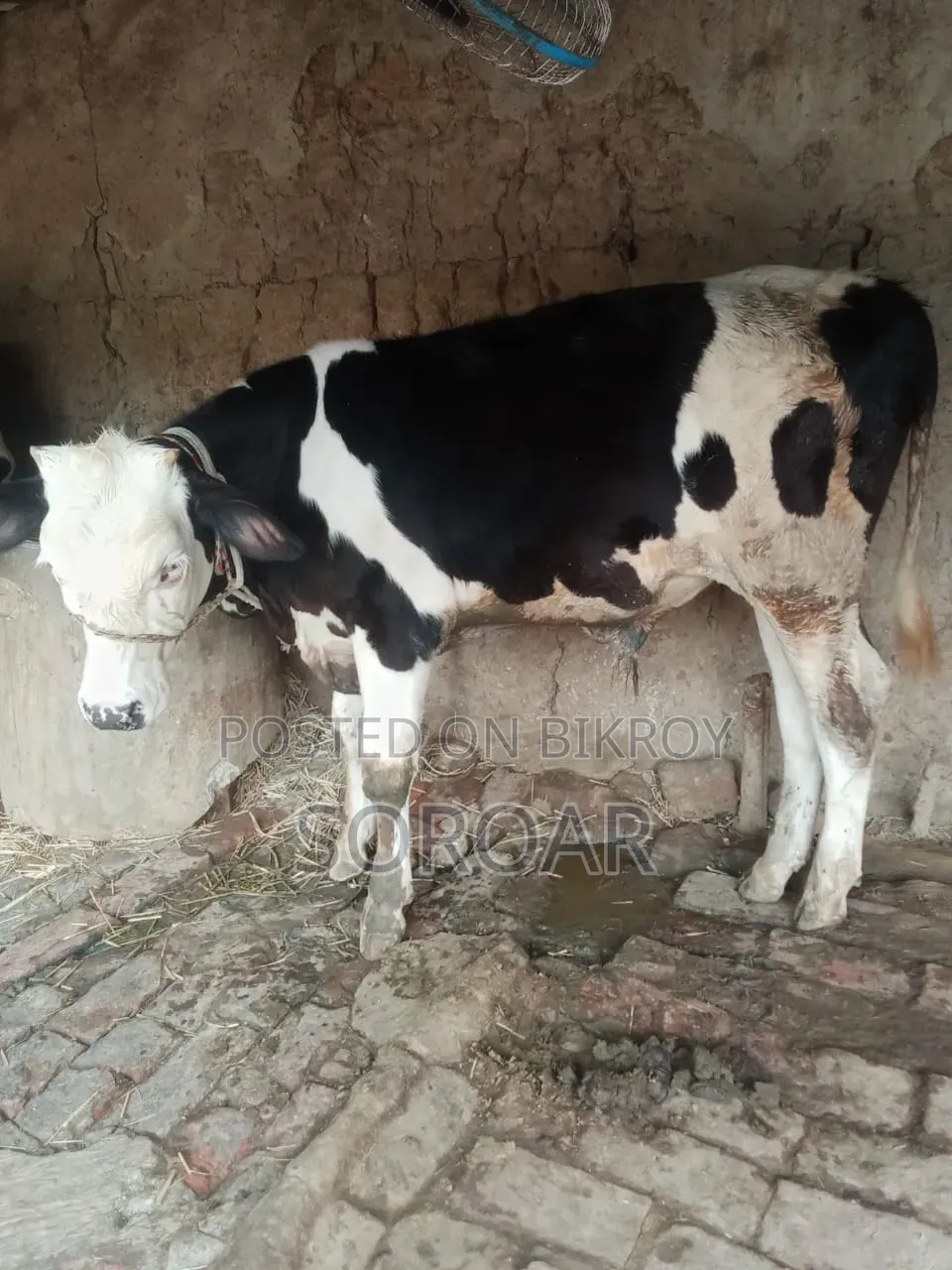 Friesian Bull Calf for Sale