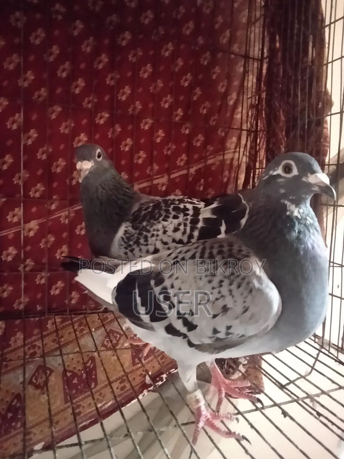 A pair of Maxi Racer pigeons