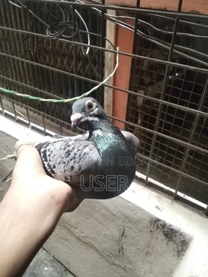 A pair of Maxi Racer pigeons