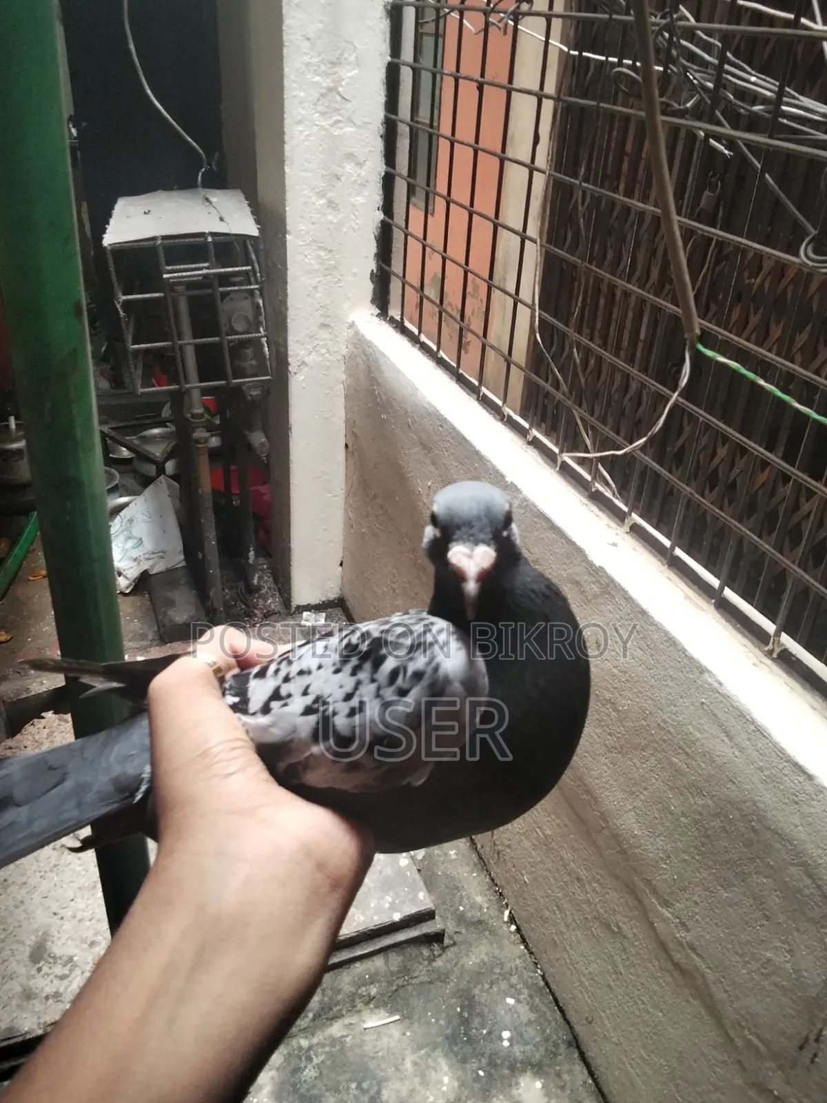A pair of Maxi Racer pigeons