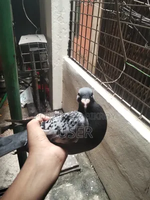 A pair of Maxi Racer pigeons
