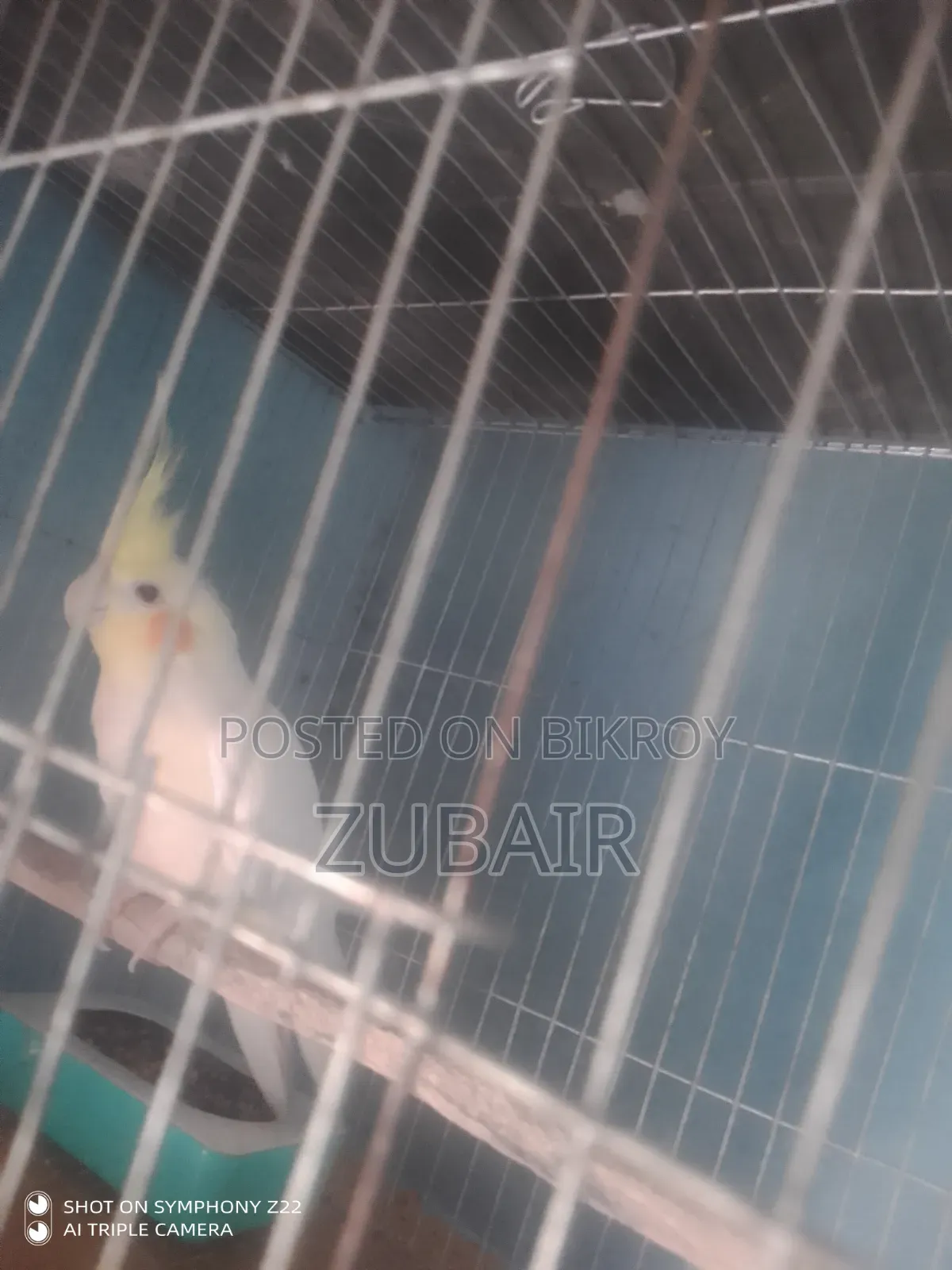 Cockatiel Male