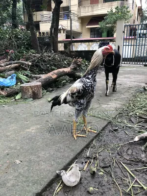 Asil/Sarali