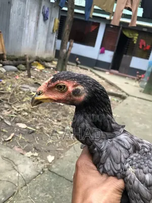 Asil/Sarali