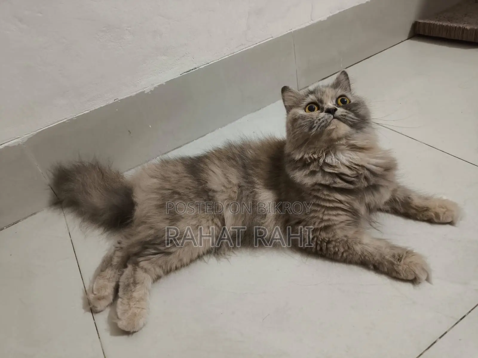 1+ Year Female Purebred Persian