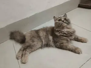 1+ Year Female Purebred Persian