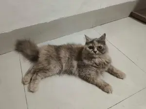 1+ Year Female Purebred Persian