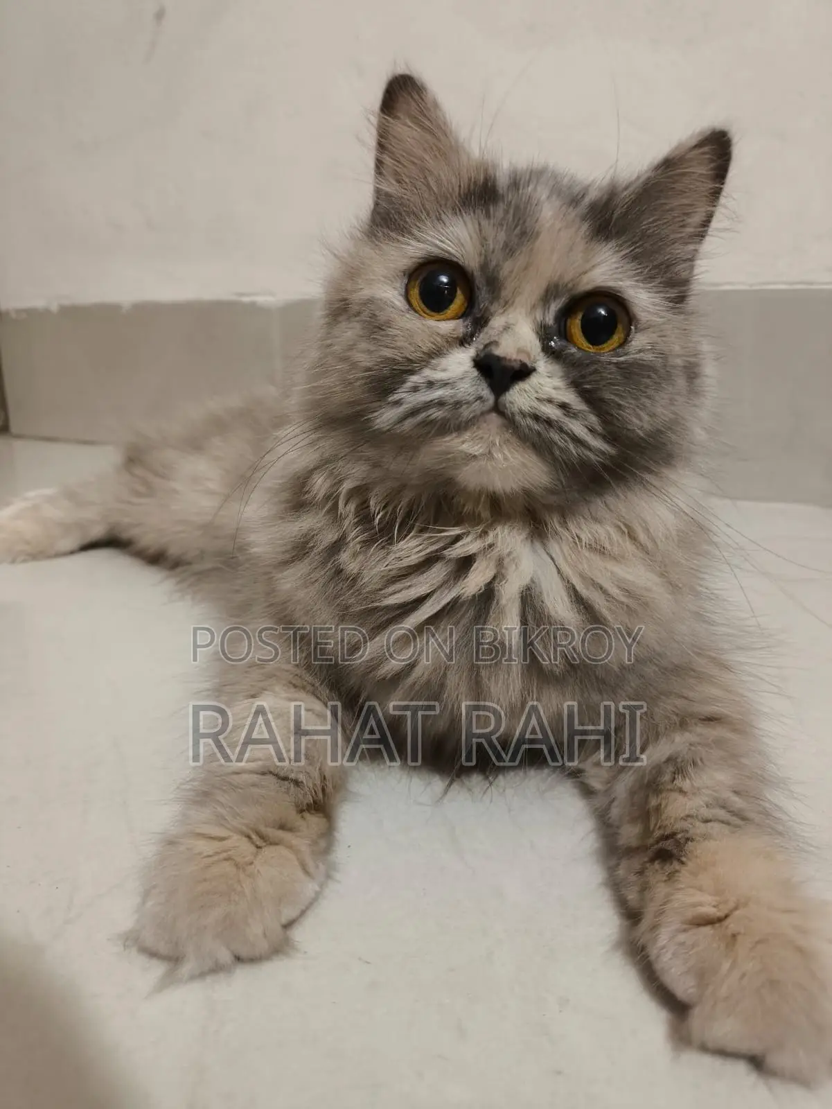 1+ Year Female Purebred Persian