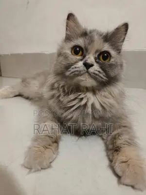 1+ Year Female Purebred Persian
