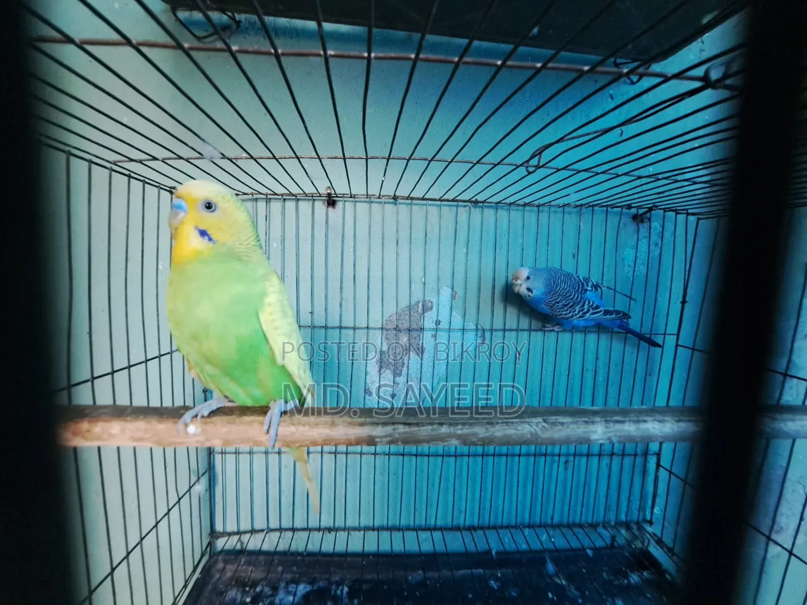 Budgerigar Birds