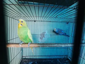 Budgerigar Birds