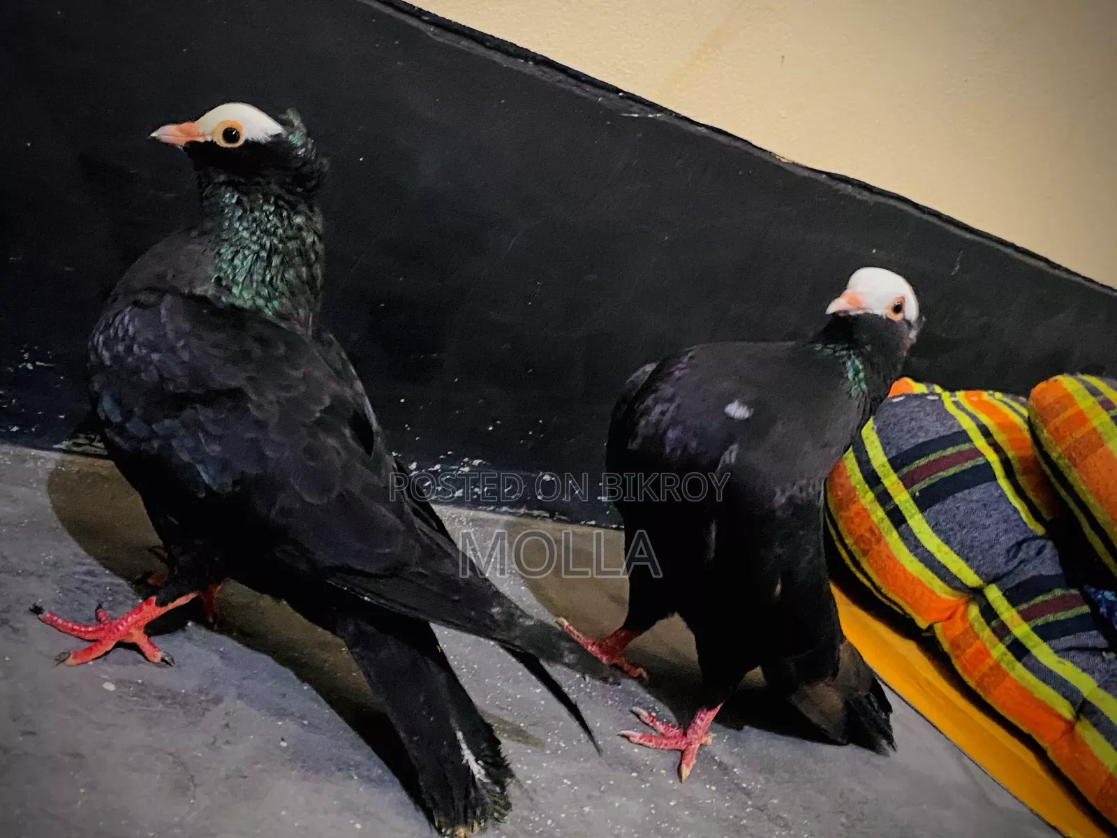 Mukki Pure Pair for sale due to money need, quality fresh