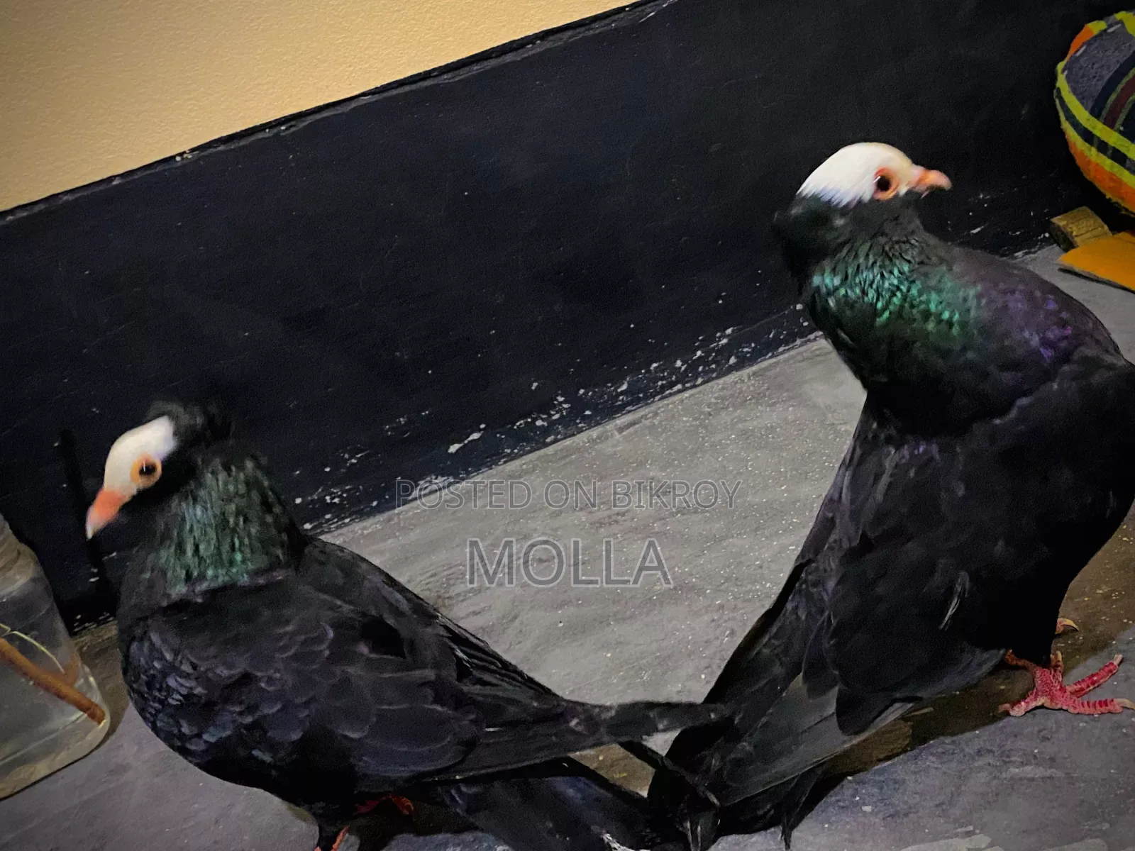 Mukki Pure Pair for sale due to money need, quality fresh