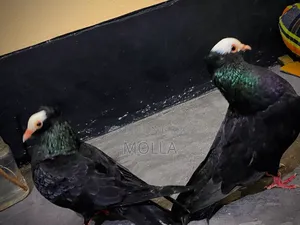 Mukki Pure Pair for sale due to money need, quality fresh