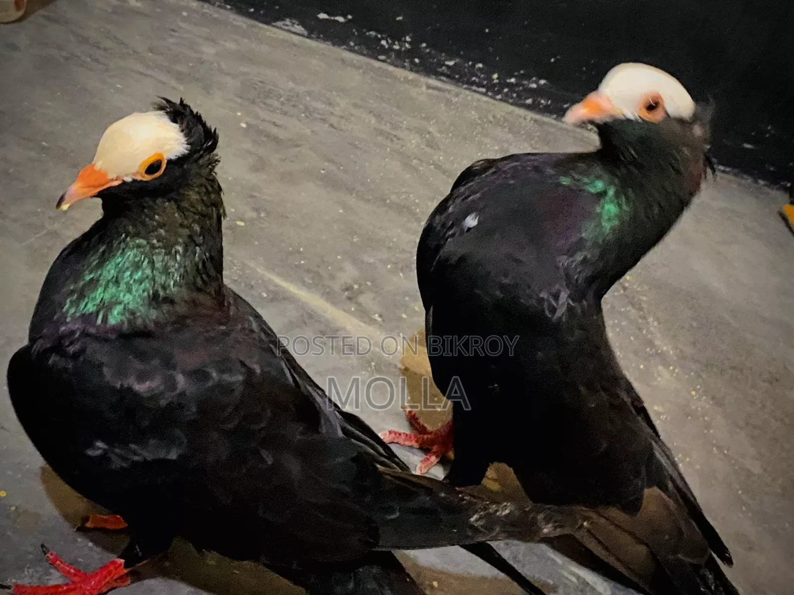 Mukki Pure Pair for sale due to money need, quality fresh