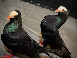 Mukki Pure Pair for sale due to money need, quality fresh