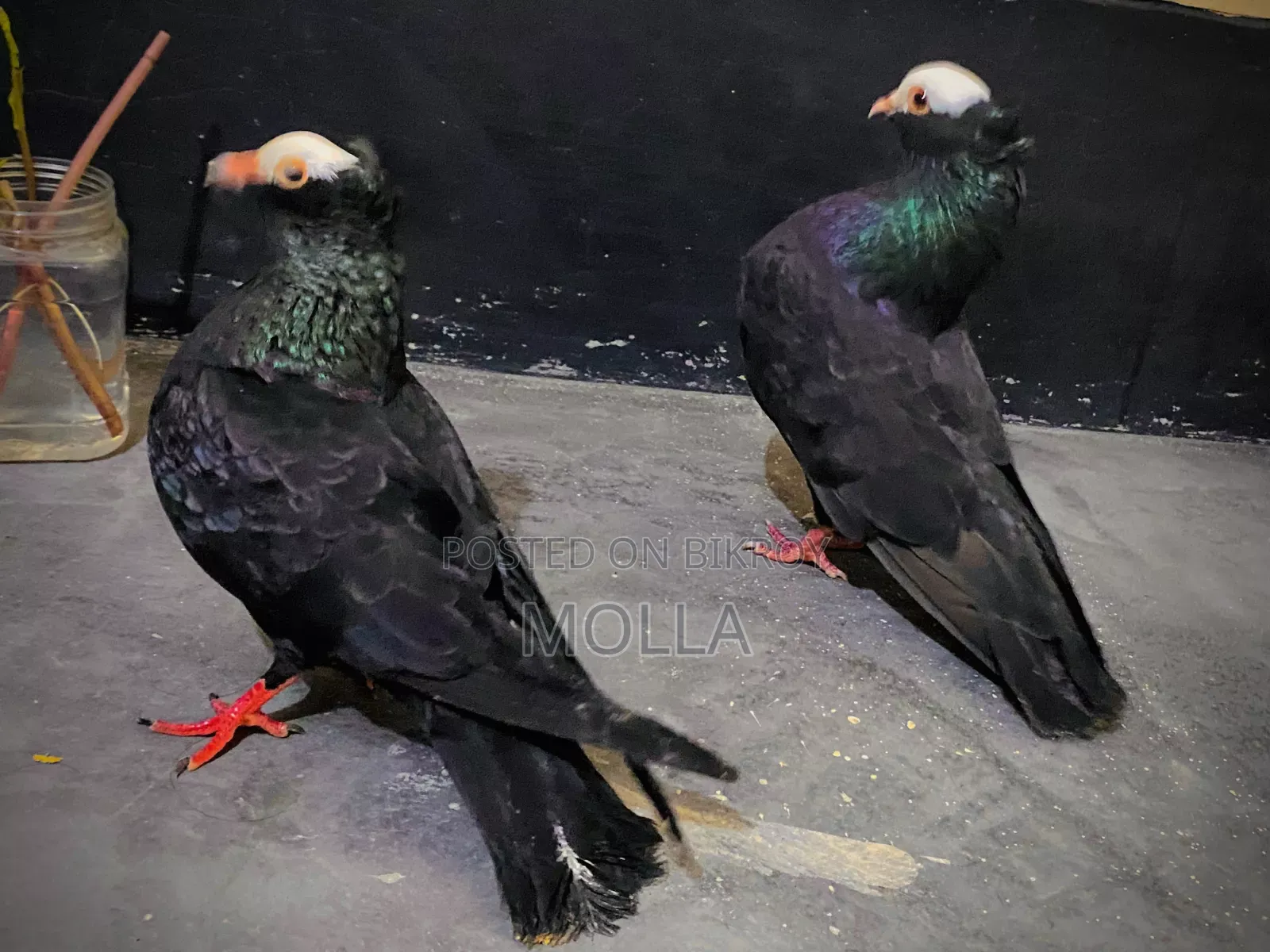 Mukki Pure Pair for sale due to money need, quality fresh