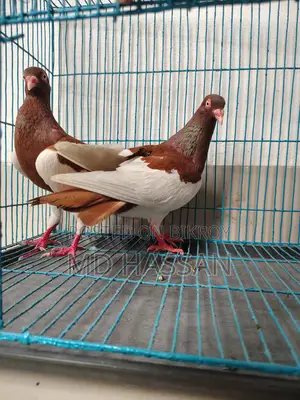 Red Magpie Pigeon Pair
