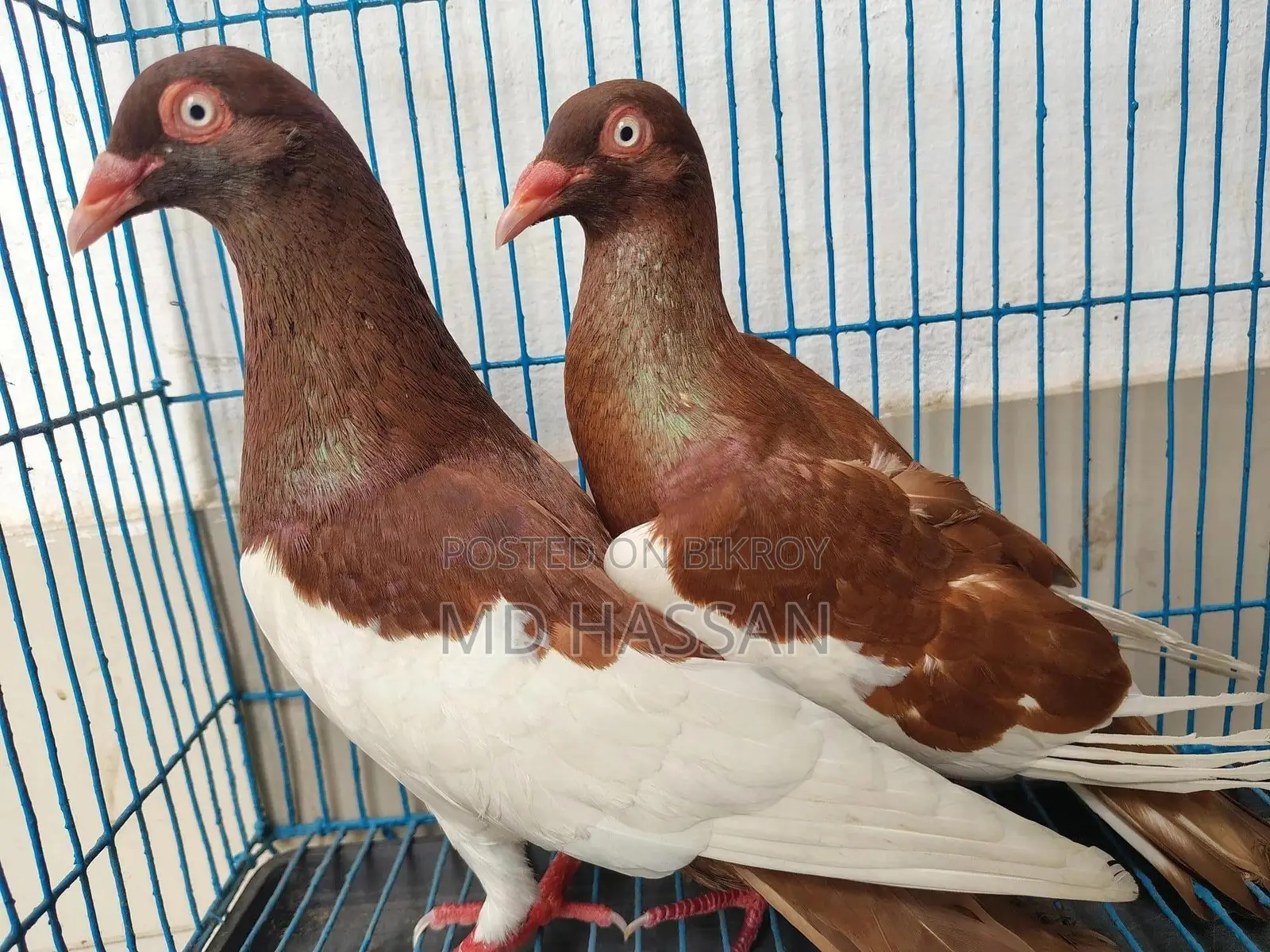 Red Magpie Pigeon Pair