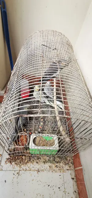 ককাটেল পাখি