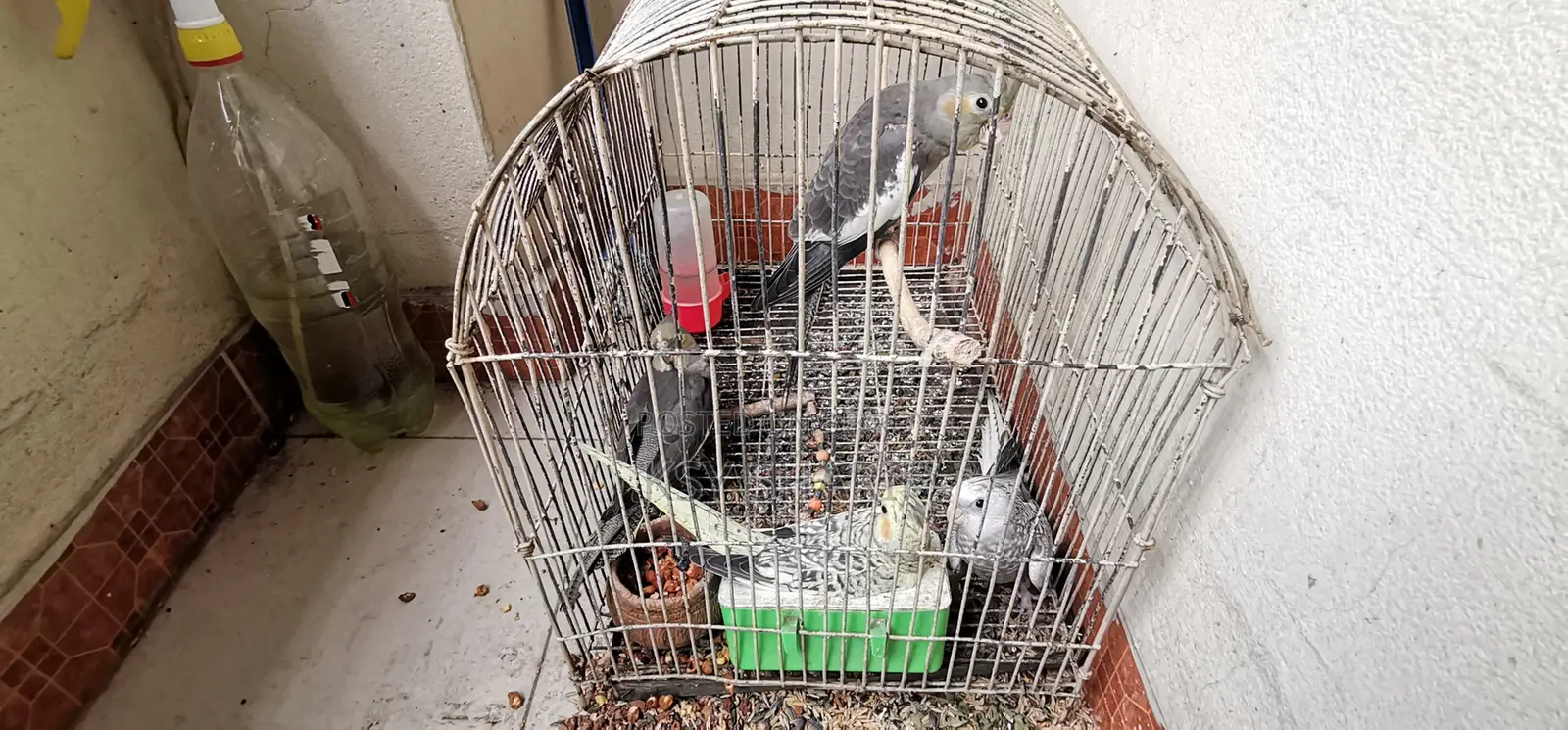 ককাটেল পাখি