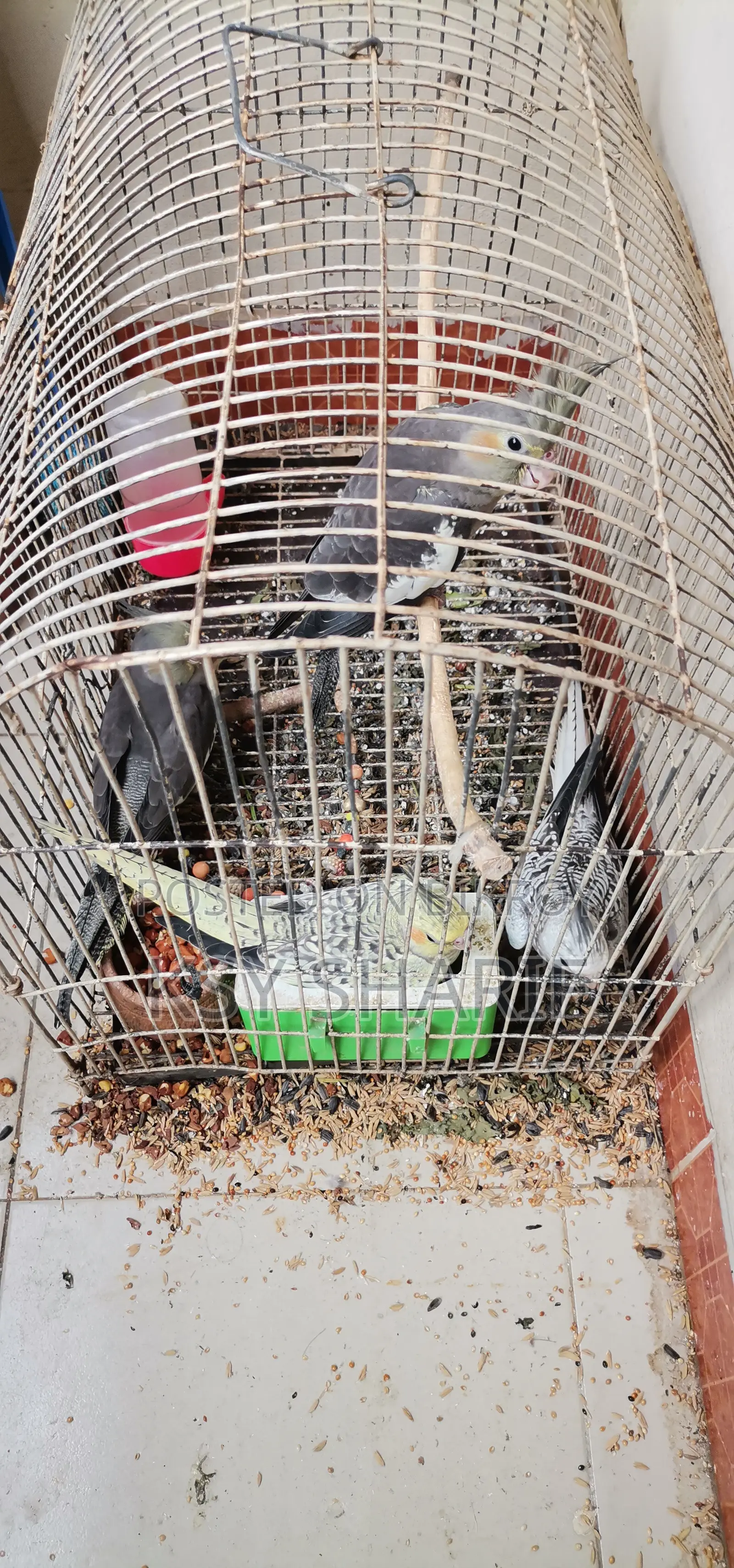 ককাটেল পাখি