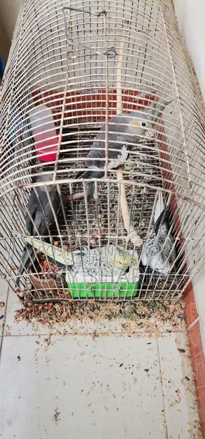ককাটেল পাখি