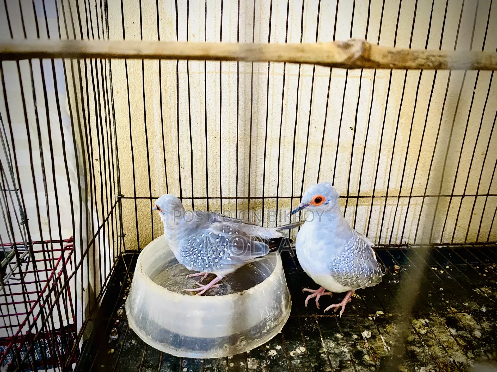 Silver Diamond Dove Fresh Quality