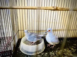 Silver Diamond Dove Fresh Quality