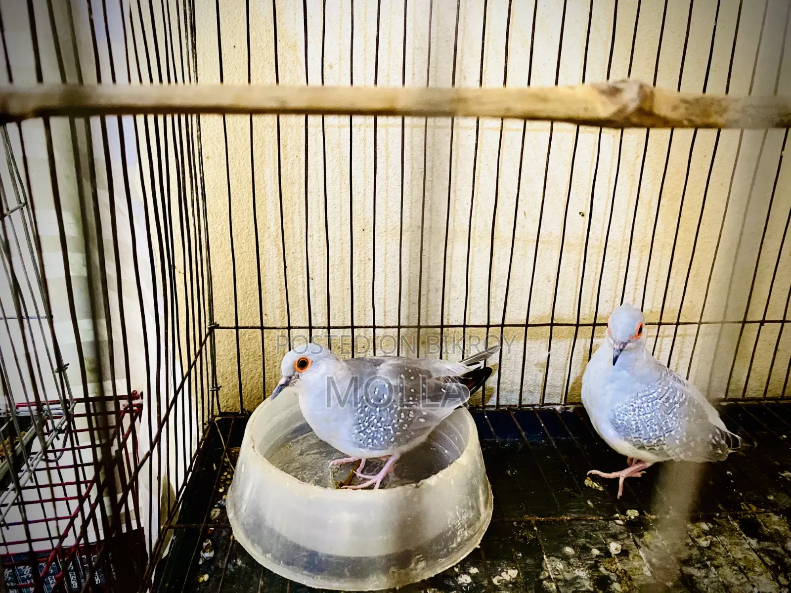 Silver Diamond Dove Fresh Quality