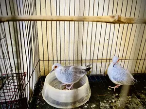Silver Diamond Dove Fresh Quality