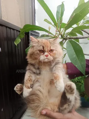 6-12 Months Female Purebred Persian