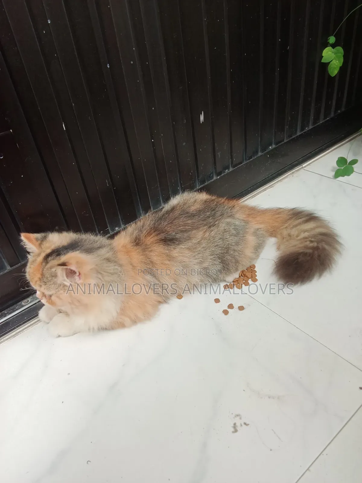 6-12 Months Female Purebred Persian