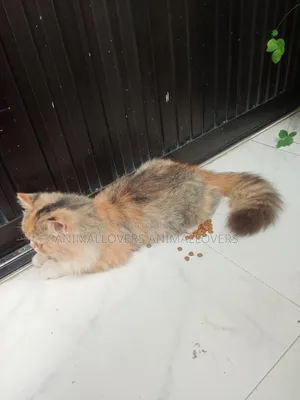 6-12 Months Female Purebred Persian