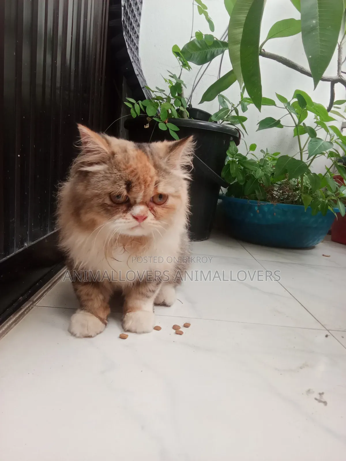 6-12 Months Female Purebred Persian